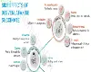 Desvenlafaxine Succinate (Pristiq) Side Effects Overview